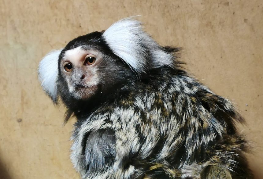 Две новорожденные игрунковые обезьянки подрастают в Иркутской зоогалерее. Видео