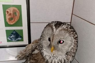 Иркутская Зоогалерея приняла к себе раненую, истощённую сову, которую потрепали хищники