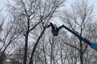 Администрация Иркутска дала рекомендации управляющим компаниям по формовочной обрезке деревьев