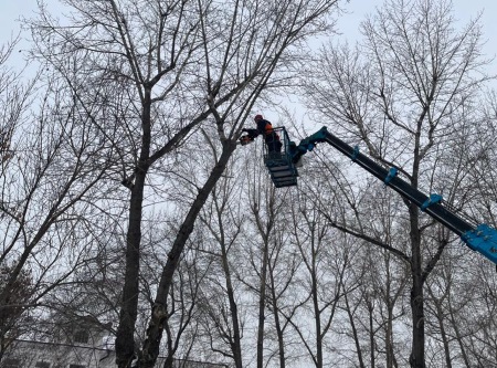 Администрация Иркутска дала рекомендации управляющим компаниям по формовочной обрезке деревьев
