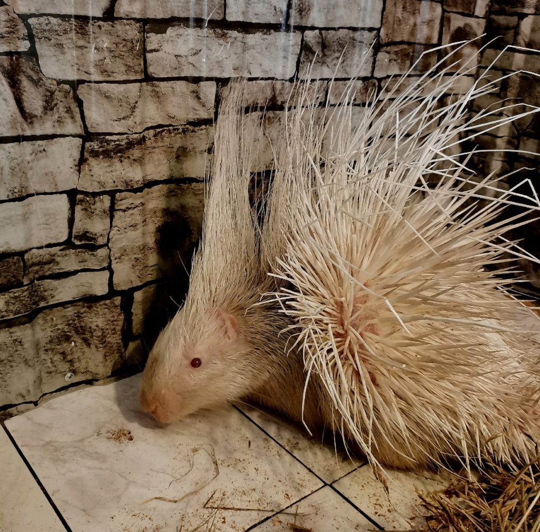 Альбинос родился у пары дикобразов в Иркутской зоогалерее