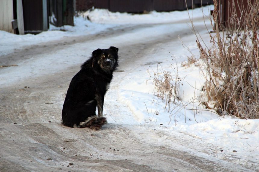 Бездомных животных чипируют в Иркутске