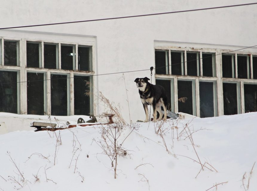 Более 20 миллионов рублей направят в Братск на строительство приюта для бездомных животных
