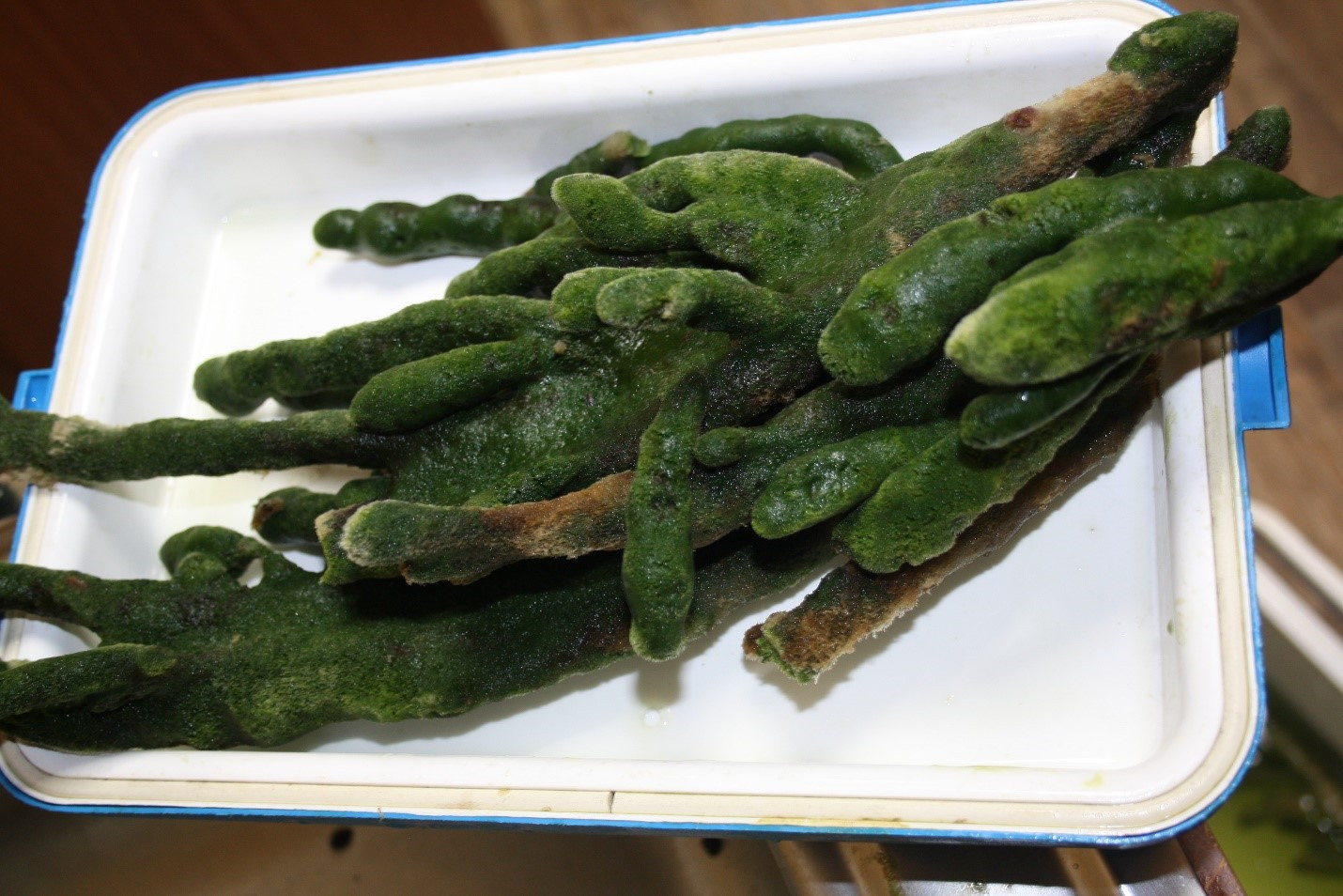 Иркутские ученые ищут причины болезней байкальских губок