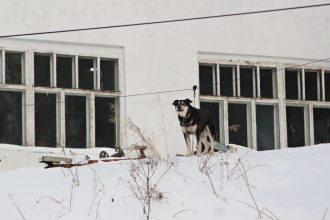 Мэрия Чунского района выплатила 310 тысяч рублей компенсации за нападение бездомной собаки на девочку