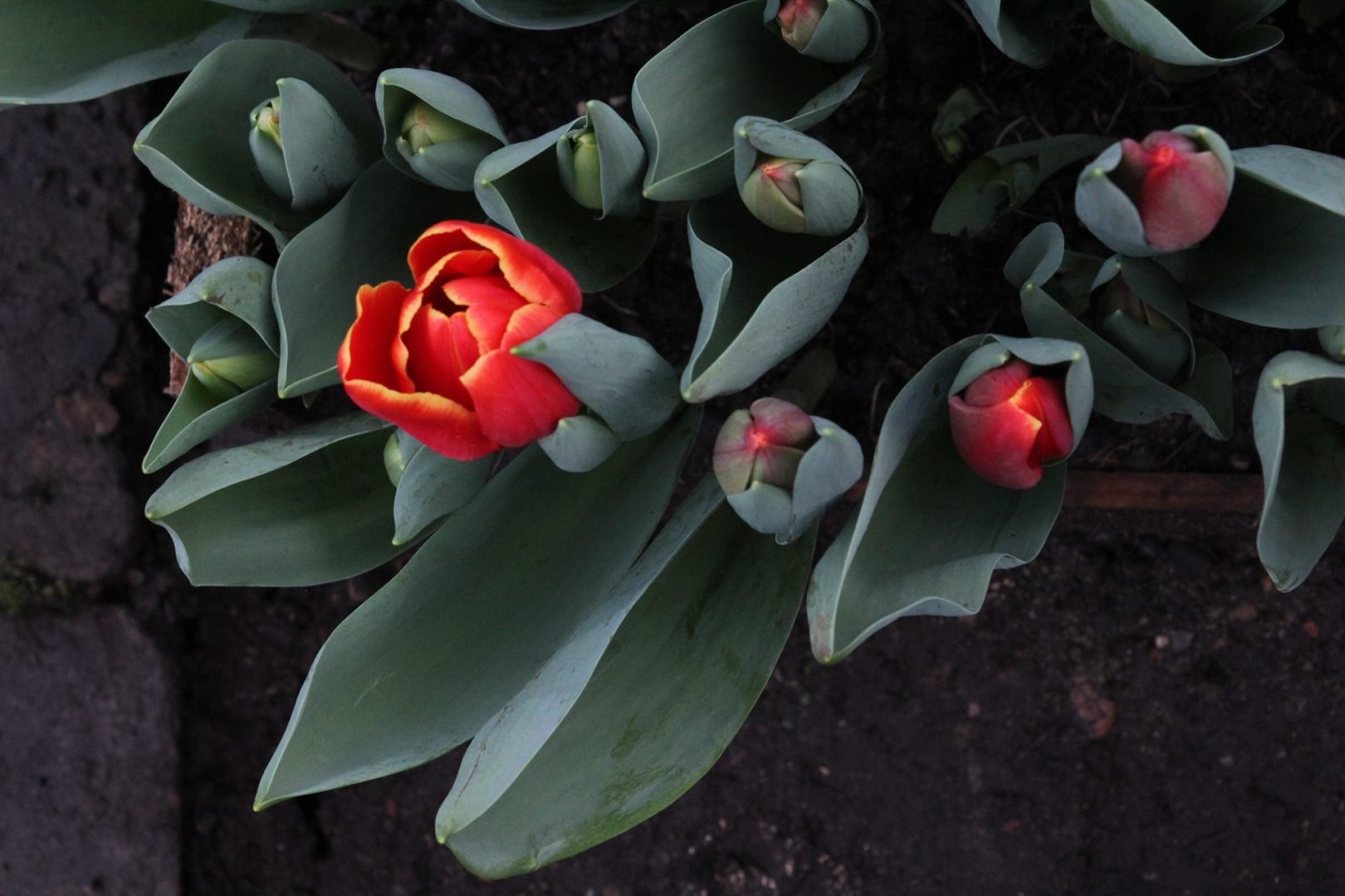 Почти 50 тысяч тюльпанов вырастили в Горзеленхозе Иркутска. Фото