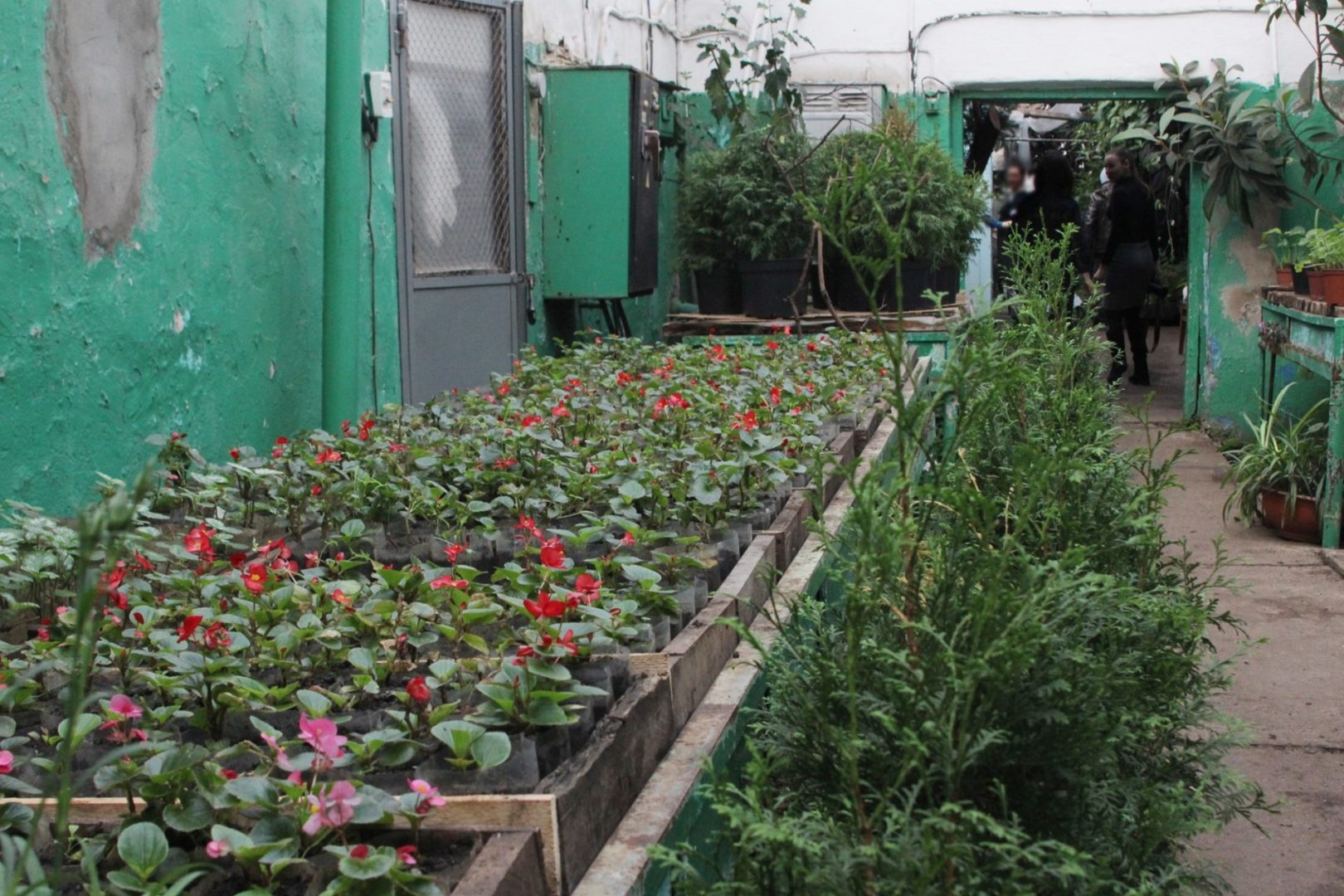 Почти 50 тысяч тюльпанов вырастили в Горзеленхозе Иркутска. Фото
