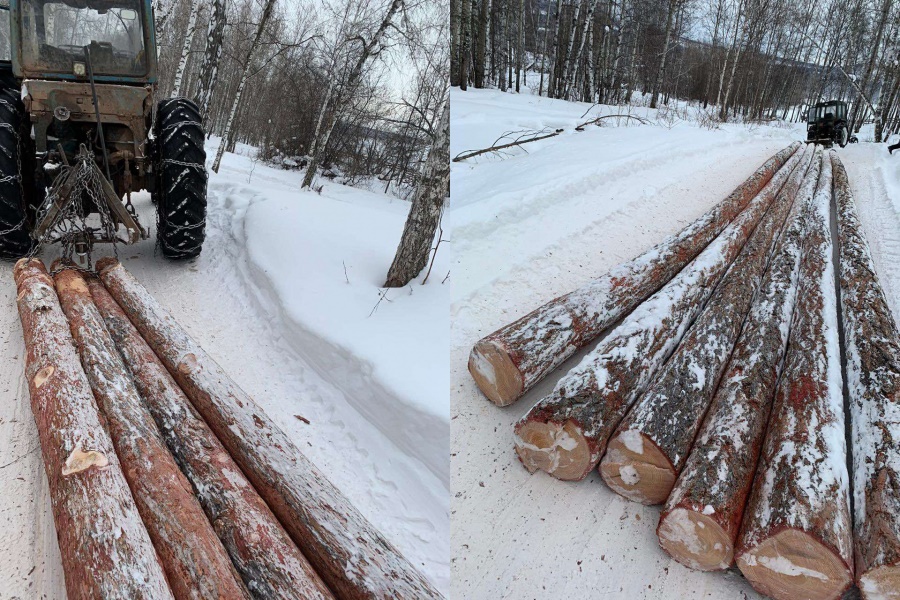 Подозреваемых в вырубке деревьев на 200 тысяч задержали в Осинском районе