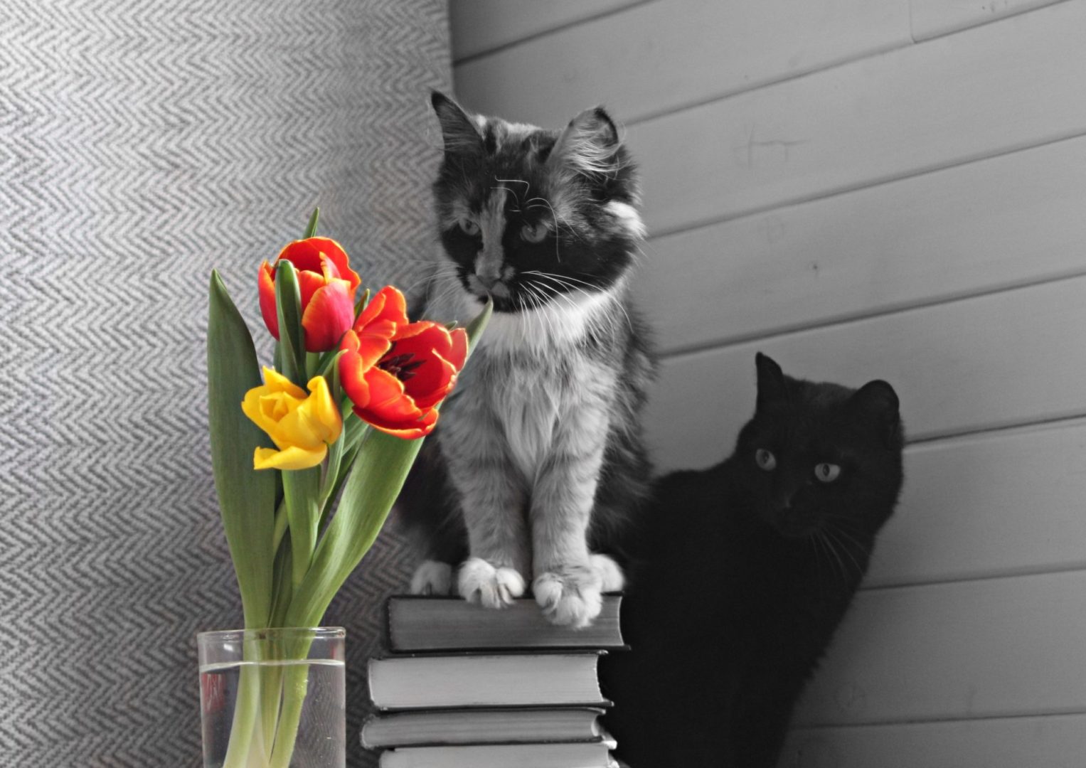 С 8 марта! Поздравление читательницам от котиков