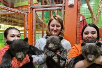 Сибирский зоопарк в Иркутске приютил троих осиротевших медвежат