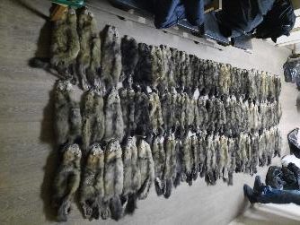 213 шкурок соболя изъяли у браконьеров на трассе Братск - Усть-Илимск