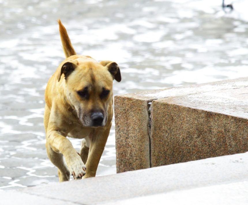 Бездомных животных подсчитают в Иркутской области