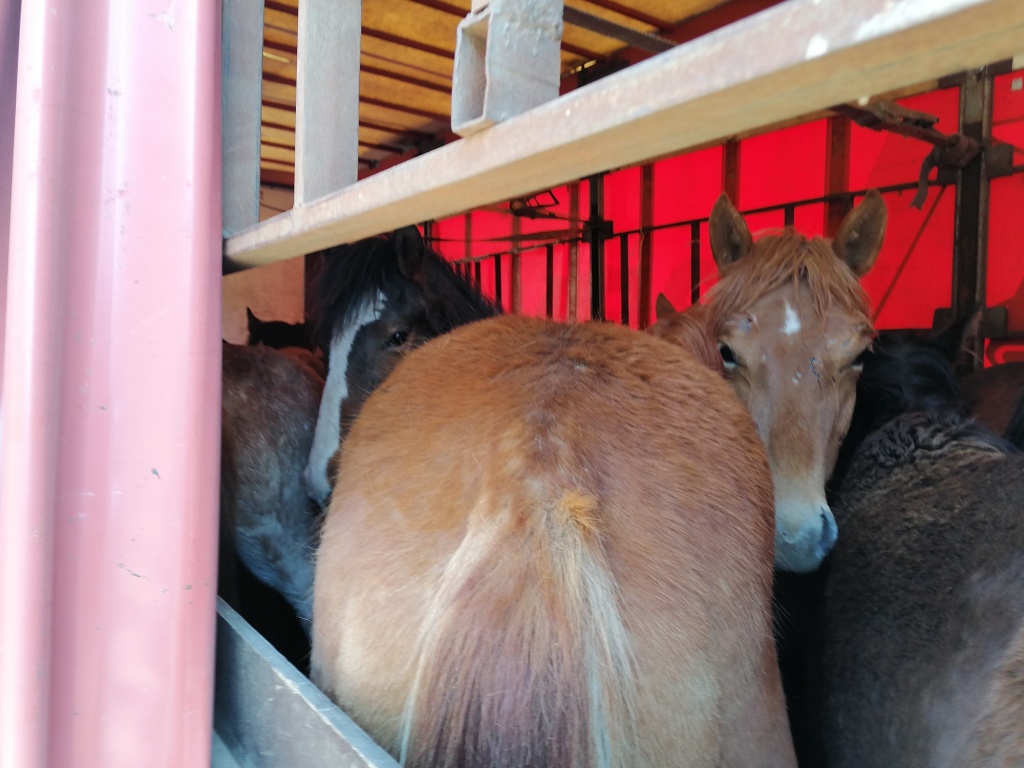 Грузовик пытался перевезти через Слюдянку 38 лошадей без документов