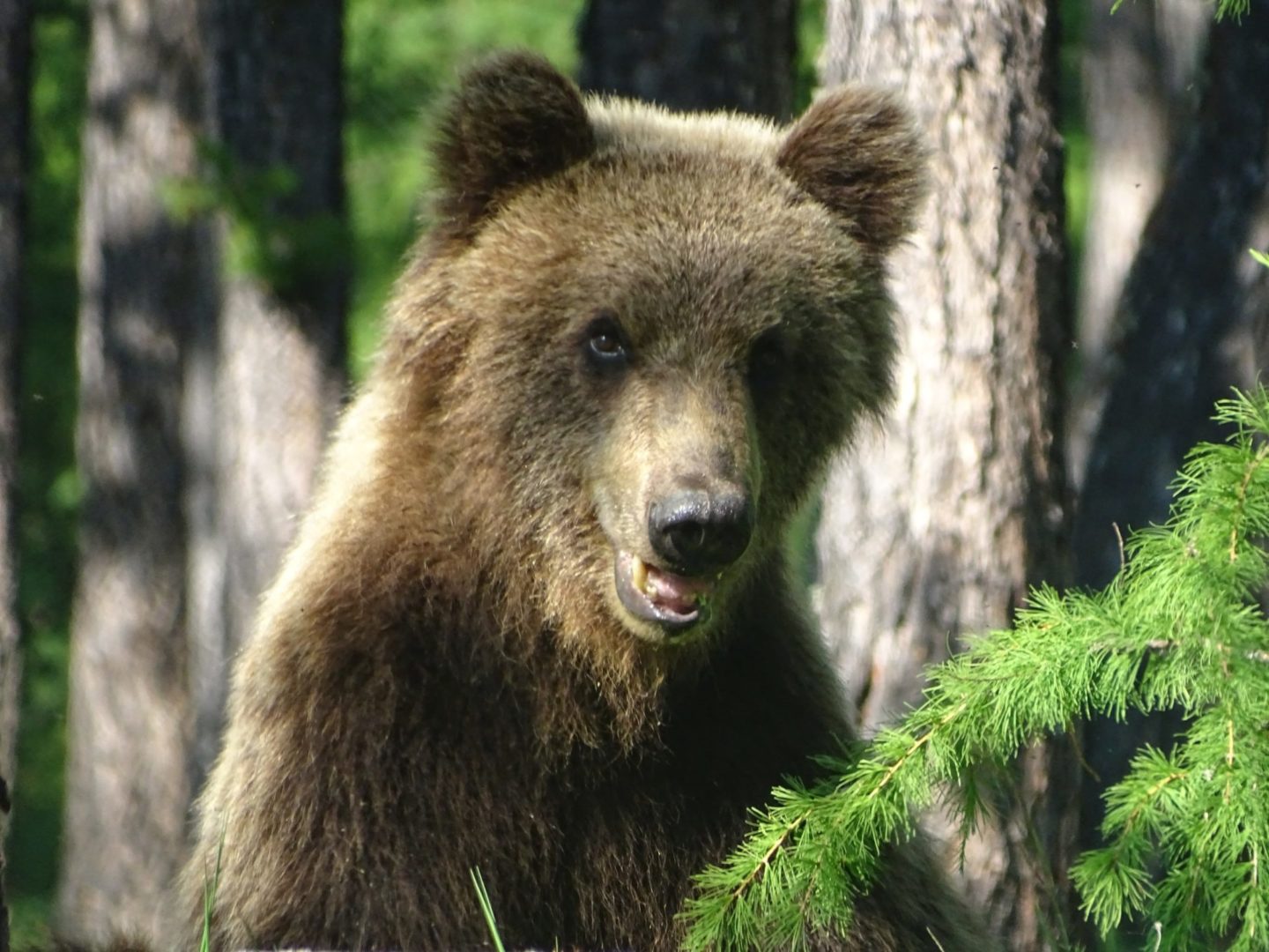Медведи выходят из спячки в Прибайкальском нацпарке