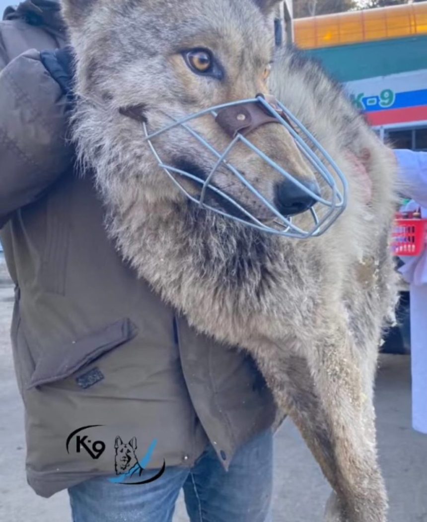 Найден хозяин волка и мастифа, пойманных около детского дома-интерната в Иркутске