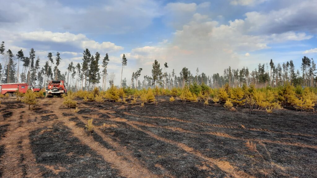 Пастух случайно сжег 24 гектара леса в Иркутском районе