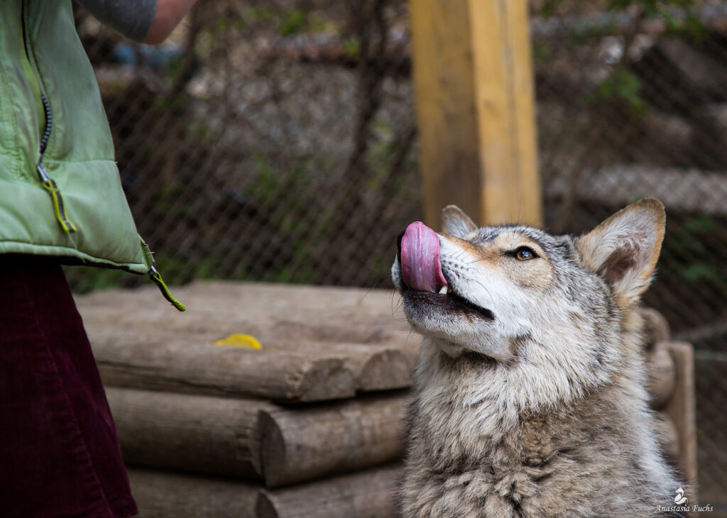 Ручной, но не домашний: волк из иркутского зоопарка, подносящий палку