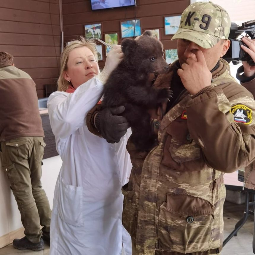Сотрудники питомника "К-9" в Иркутске выхаживают 2-месячного медвежонка