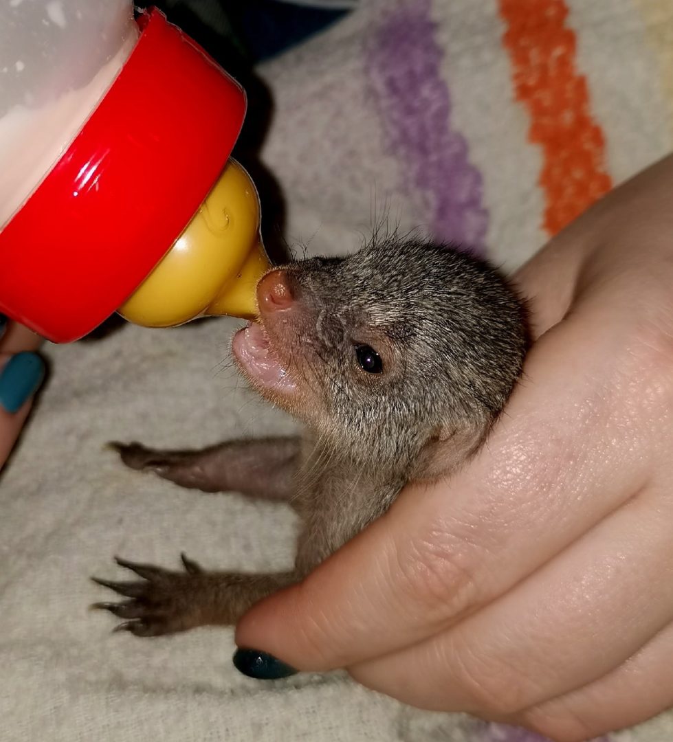 В иркутской зоогалерее в семье полосатых мангустов родился первенец