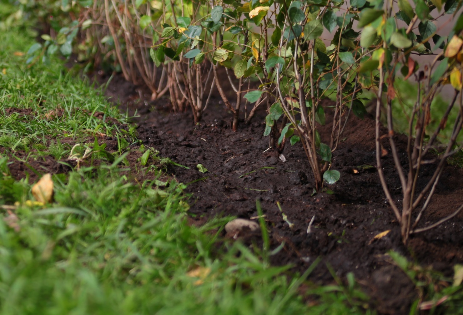 30 кустов сирени высадили в Иркутске в память о Героях Советского Союза