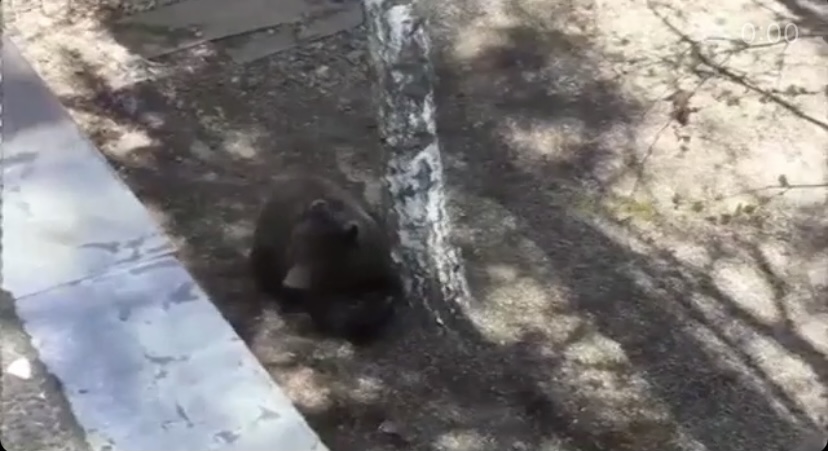 Медведя, забравшегося в питомник для собак в Братске усыпили и увезли в лес