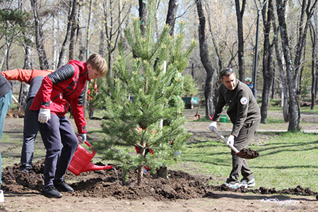 Более 4,5 тысяч саженцев деревьев и кустарников высадили в Иркутске