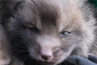 Четыре детеныша родилось у пары лис из Иркутского зоосада