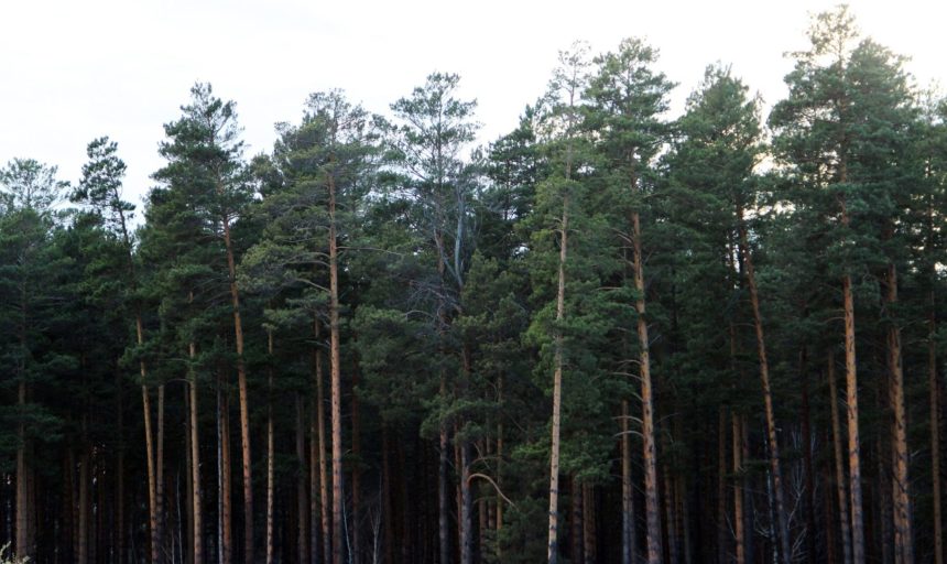 Экс-начальник Усть-Удинского лесного хозяйства отправится в колонию на 4,5 года за вырубку леса на 13 млн рублей