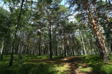 Площадь городских лесов увеличили в Иркутске на 22 гектара