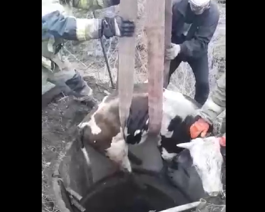 Пожарные в Усть-Куте спасли бычка, провалившегося в колодец