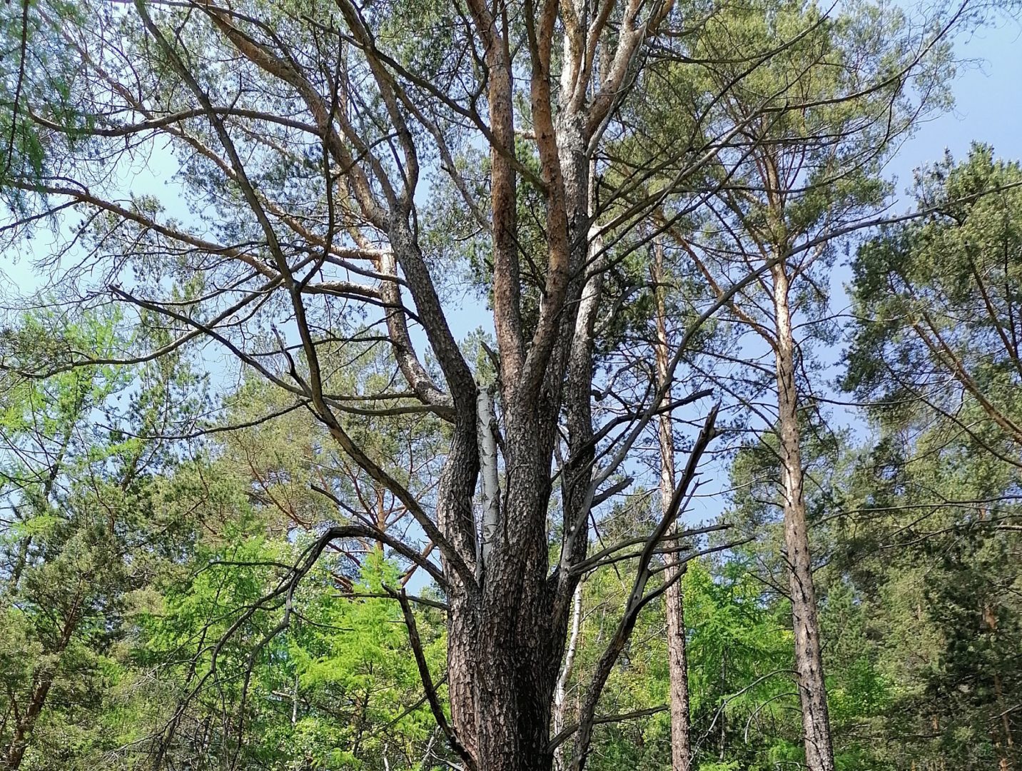 Противопожарный режим ввели в Иркутской области