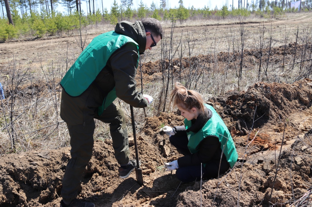 Сад памяти высадили на 35 км Александровского тракта