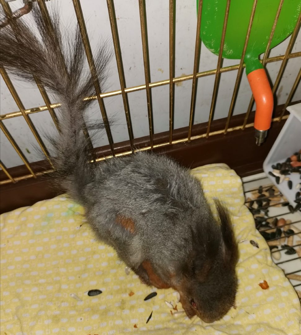 Сотрудники иркутской зоогалереи спасли белку, растерзанную собаками