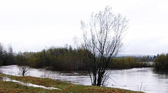 Уровень воды в реке Бирюса в Тайшетском районе поднялся до 560 сантиметров утром 20 мая