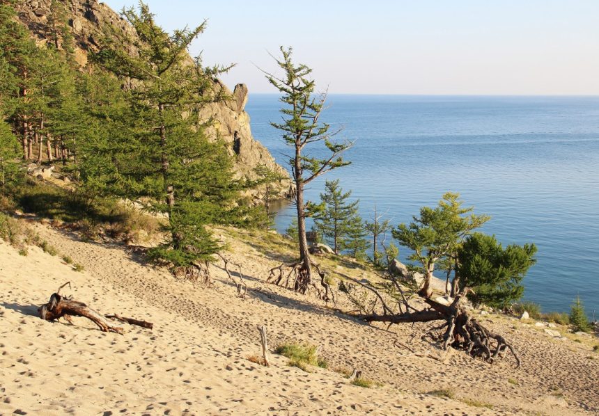 Туристам запретят приближаться к "ходульным" деревьям на Байкале