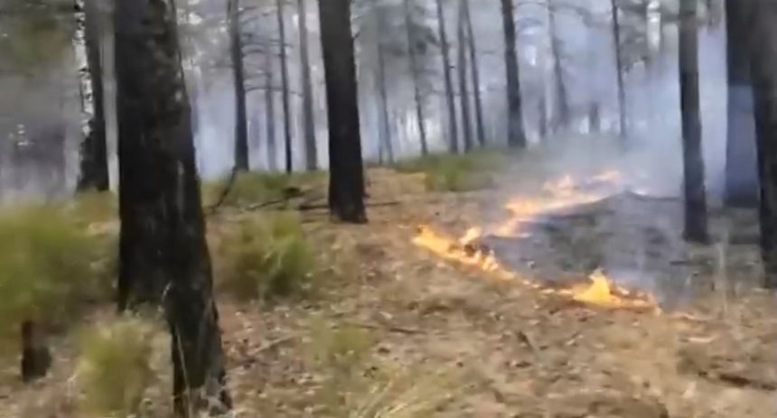 Усольчанин поджег лес в отместку водителям, которые не хотели его подвезти