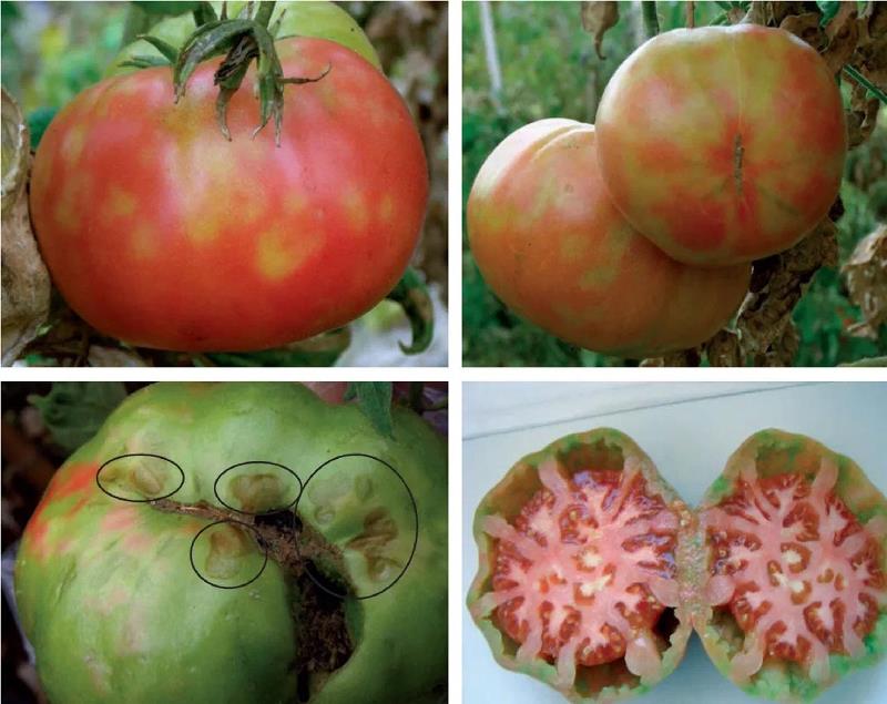 20 тонн томатов с вирусом мозаики пепино обнаружили на оптовой базе в Иркутске
