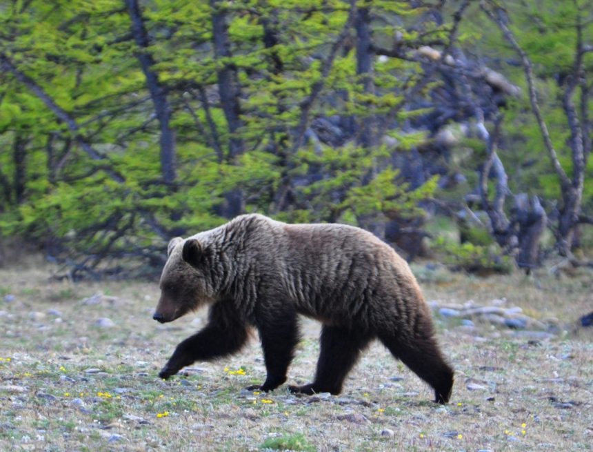 На КБЖД временно запретили устанавливать палатки из-за медведей
