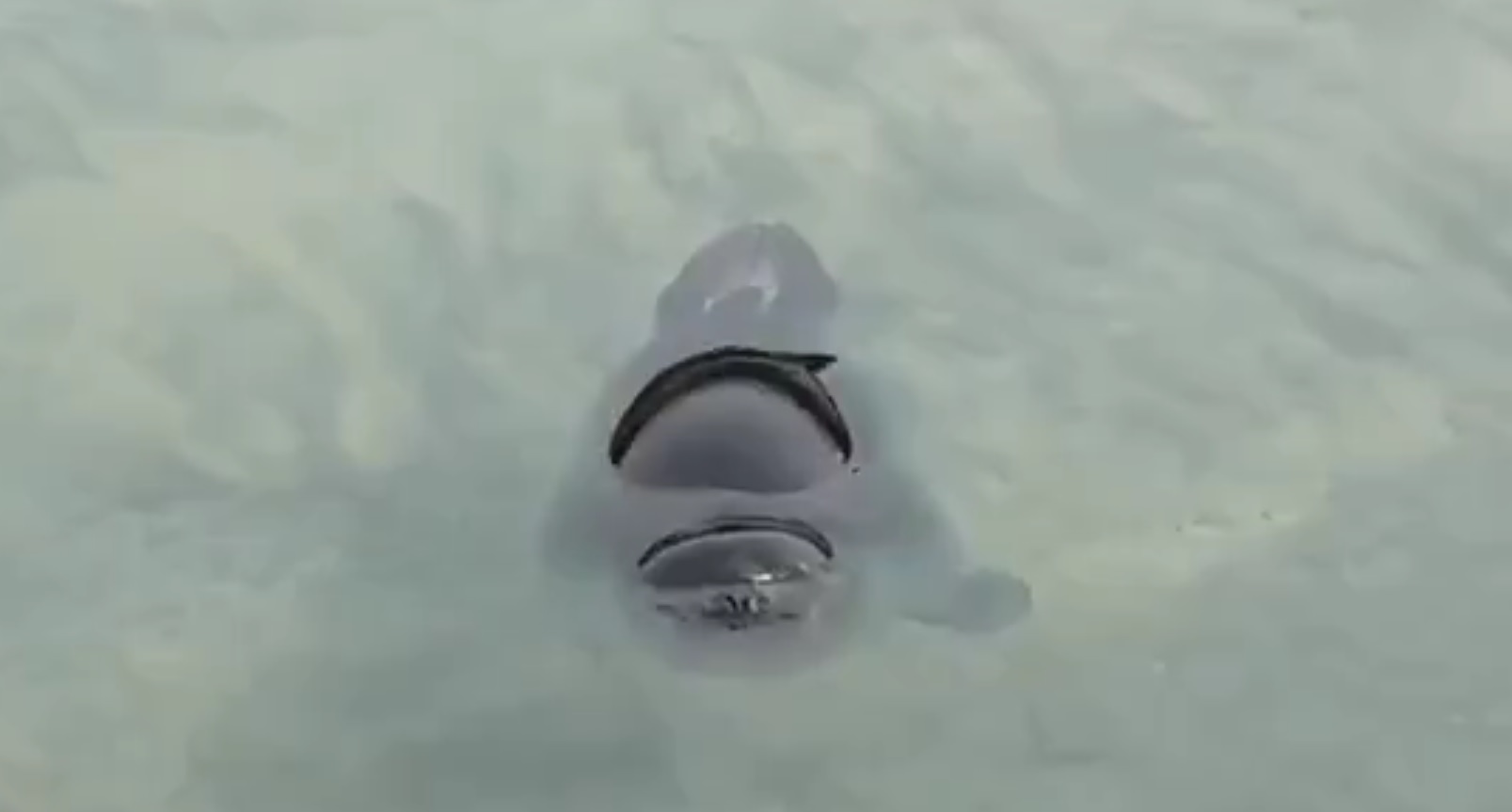 Нерпа сопроводила инспекторский катер на Байкале. Видео