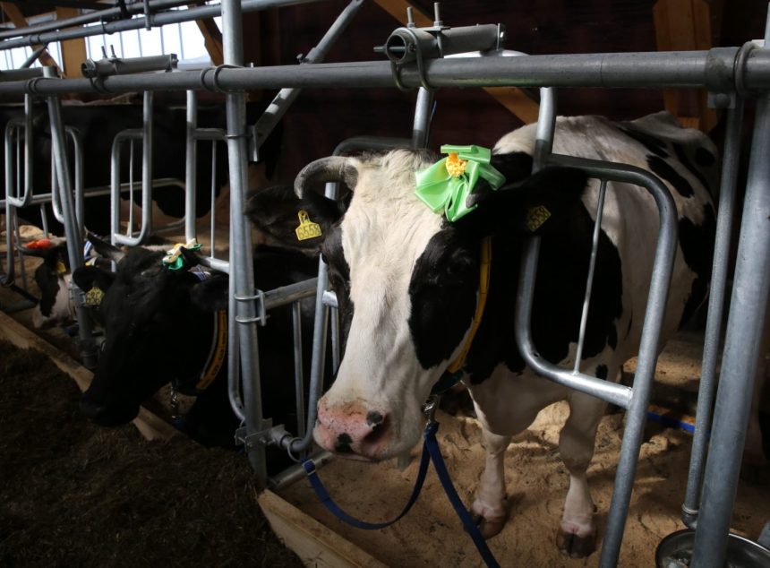 Производство молока на ферме в Приангарье увеличилось на 38,8% благодаря нацпроекту