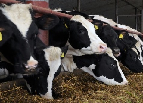 32 семейные молочные фермы построены в Приангарье на средства гранта господдержки