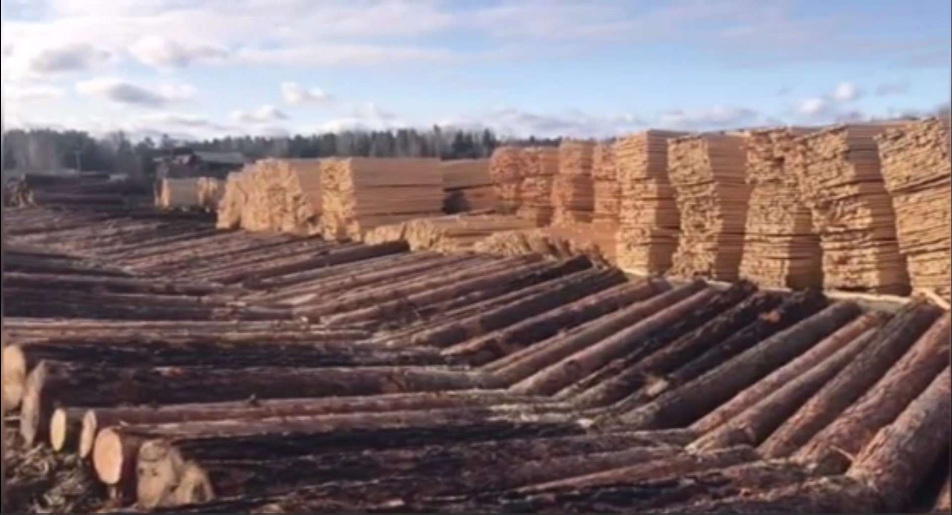 24 участника ОПГ предстанут перед судом за заготовку леса на 15 млн рублей в Приангарье