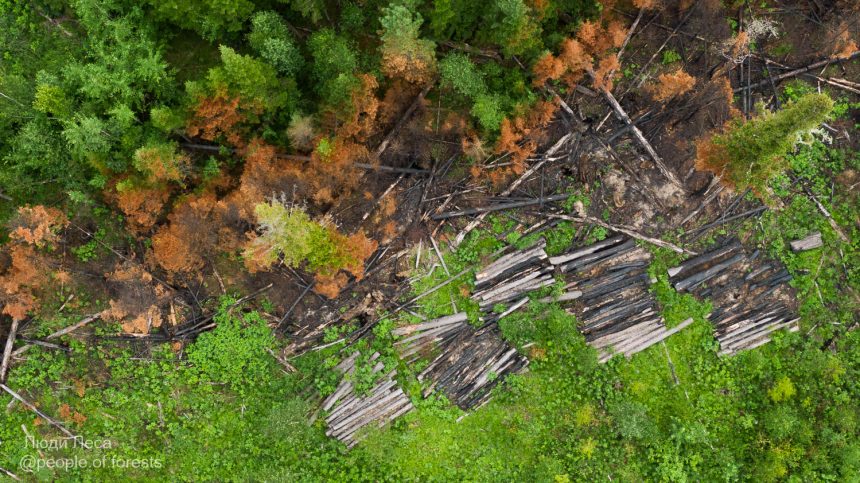 Greenpeace: Большинство новых пожаров в Иркутской области возникло на вырубках