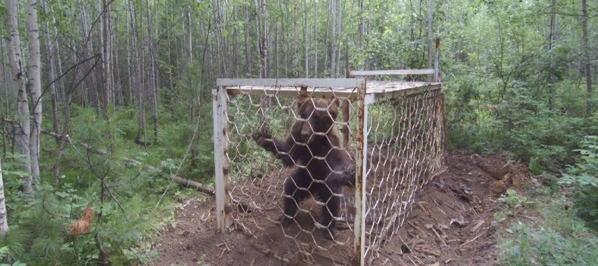 Уголовное дело возбудили по факту заточения медведя в ловушке в Усть-Илимском районе