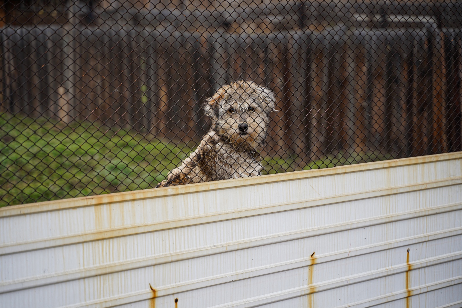 НКО получат 19 млн рублей на создание приютов для бездомных животных в Приангарье