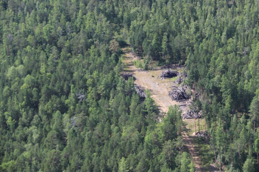 Объем незаконных рубок леса в Иркутской области сократился на 59 % к прошлому году