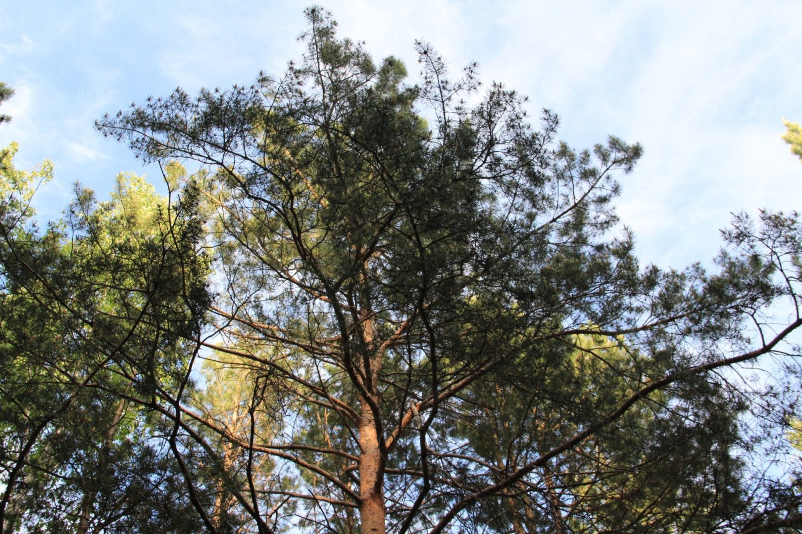 Обстановка с лесными пожарами в Приангарье. Главное на 9 августа