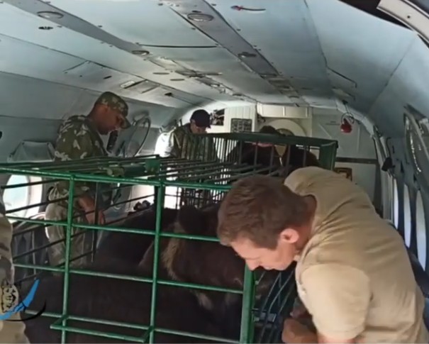 Пятерых медвежат из иркутского питомника "К-9" вывезли в тайгу на вертолете