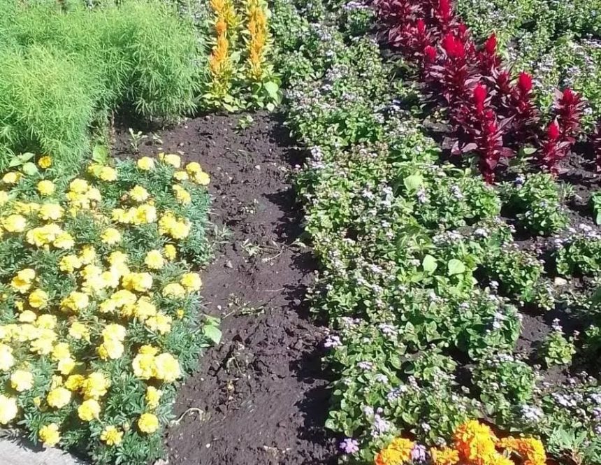 С клумбы в центре Иркутска украли семь метров цветов