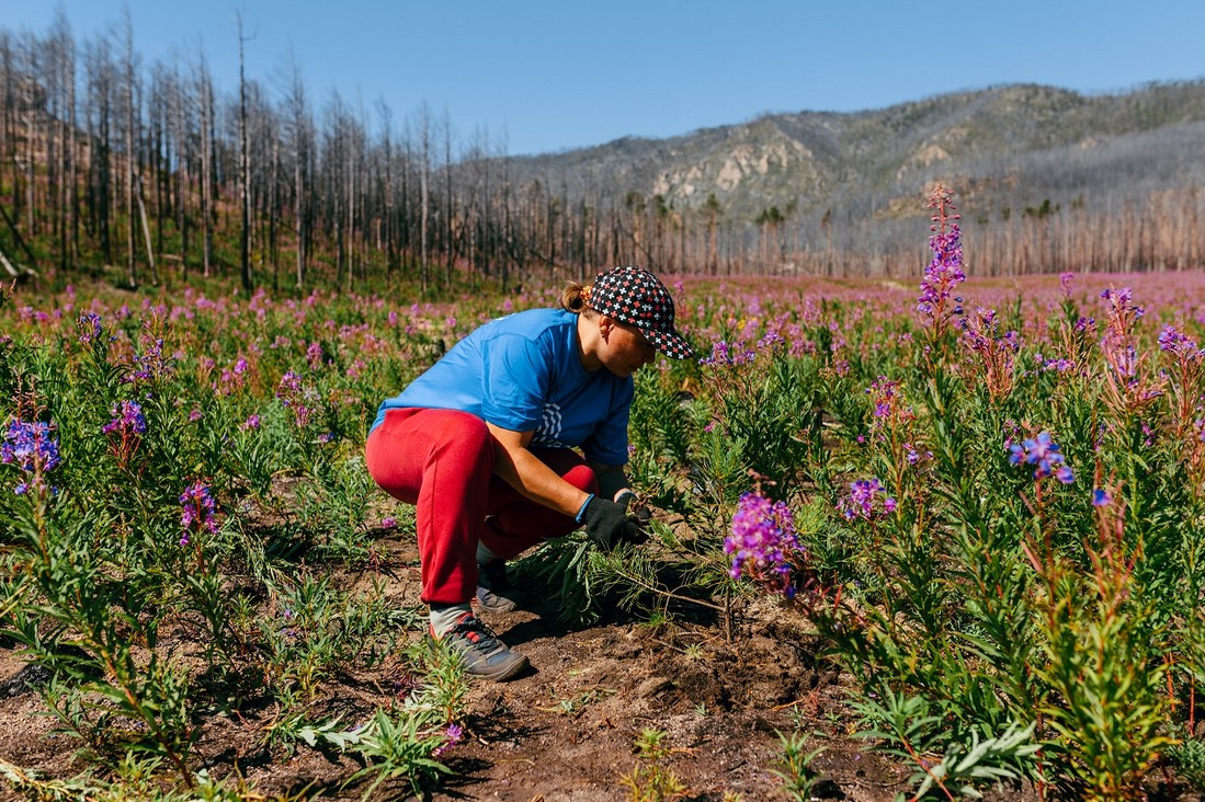 Саженцы высаженные весной в бухте Песчаная на Байкале прижились на 80%